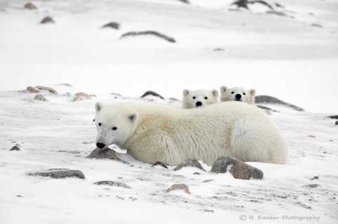 760_s-9954_mothers-cubs