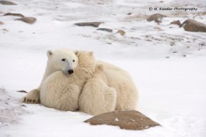 762_s-0216_mother2-cubs